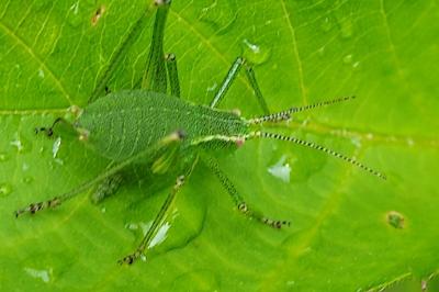 Leptophyes punctatissima