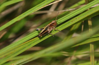 Stethophyma grossum