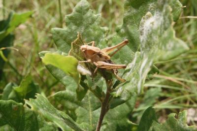 Platycleis albopunctata albopunctata