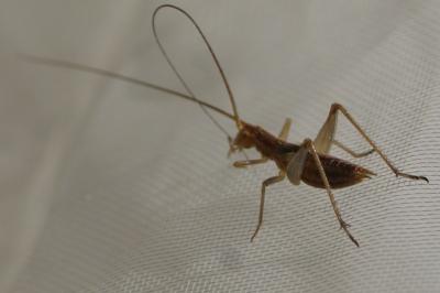 Oecanthus pellucens