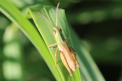 Chorthippus dorsatus
