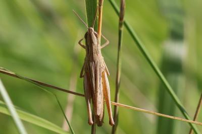 Euchorthippus elegantulus