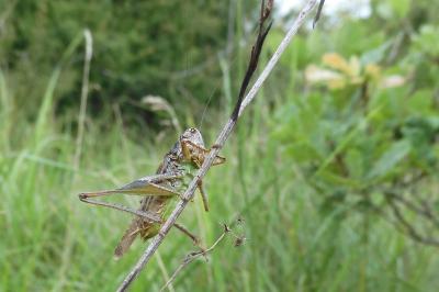 Platycleis albopunctata albopunctata