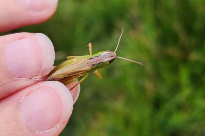 Pseudochorthippus montanus