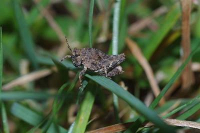 Tetrix undulata