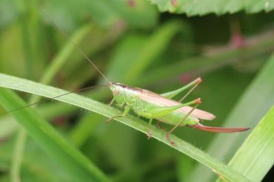 Conocephalus fuscus