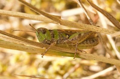Myrmeleotettix maculatus