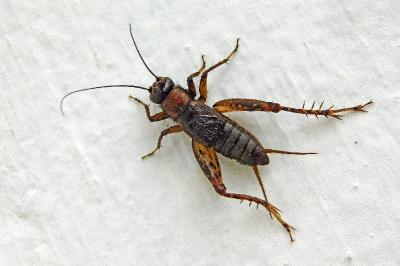 Nemobius sylvestris