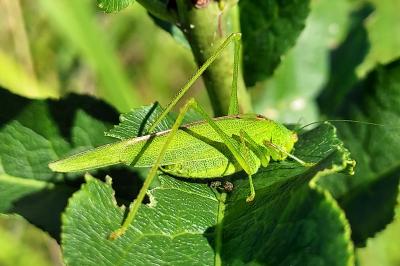 Phaneroptera nana