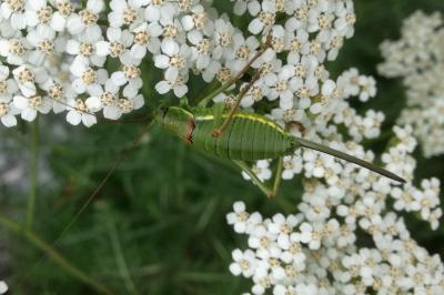 Ephippiger diurnus