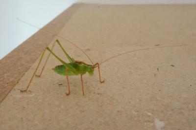Leptophyes punctatissima