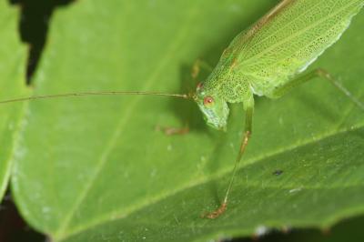 Phaneroptera falcata