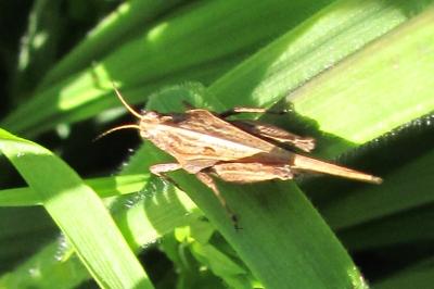 Tetrix subulata
