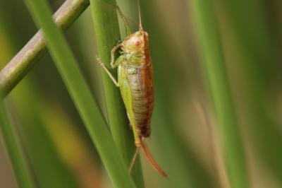 Conocephalus dorsalis