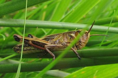 Stethophyma grossum