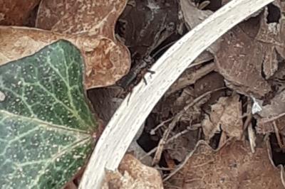 Nemobius sylvestris