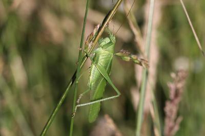 Tettigonia viridissima