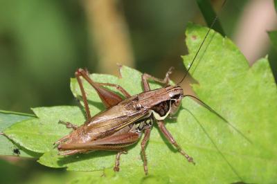 Roeseliana roeselii