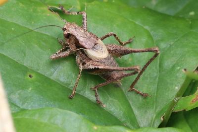 Pholidoptera griseoaptera