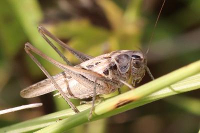 Tessellana tessellata