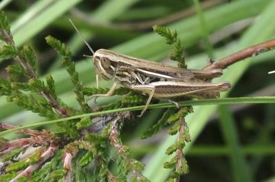 Euchorthippus declivus