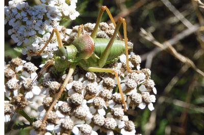 Ephippiger diurnus