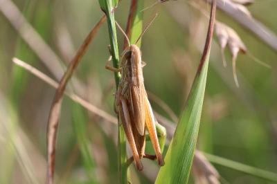 Euchorthippus declivus