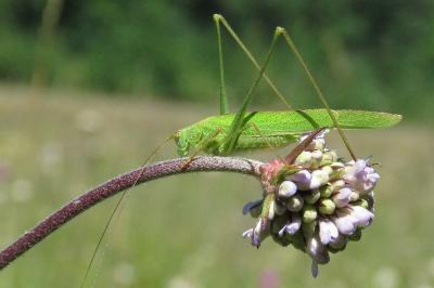 Phaneroptera falcata