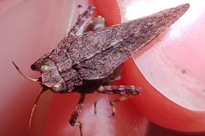 Tetrix subulata