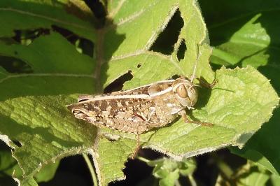 Calliptamus italicus