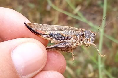 Platycleis affinis