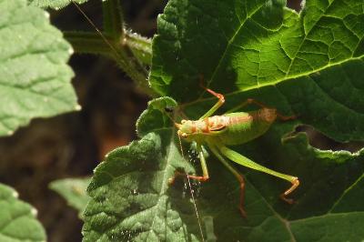 Leptophyes punctatissima