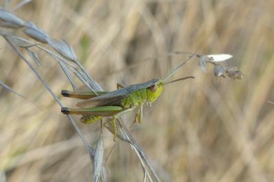 Pseudochorthippus parallelus