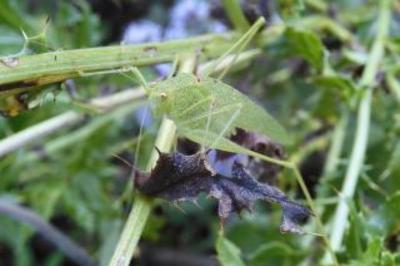 Phaneroptera nana