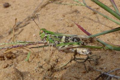 Oedaleus decorus