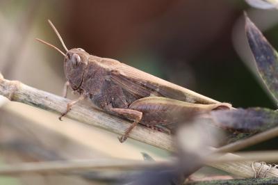 Aiolopus strepens