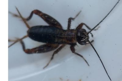Nemobius sylvestris
