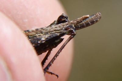 Tetrix ceperoi