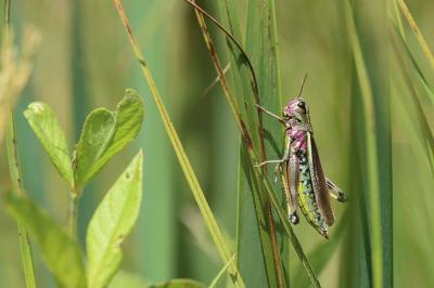 Stethophyma grossum