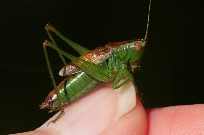 Conocephalus dorsalis