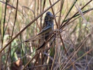 Platycleis affinis