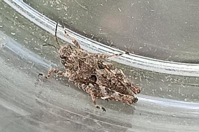 Tetrix undulata