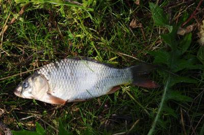 Cyprinus carpio