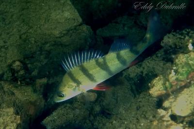Perca fluviatilis