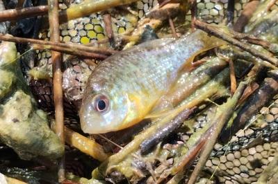 Lepomis gibbosus