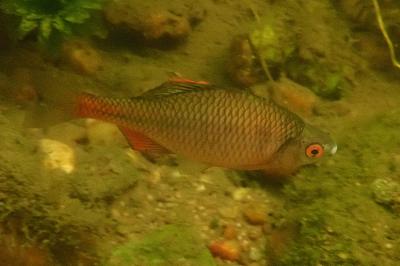 Acheilognathidae