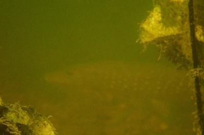 Esox lucius