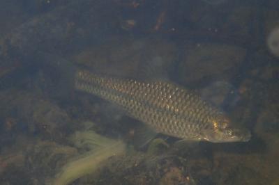 Pseudorasbora