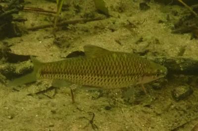 Pseudorasbora