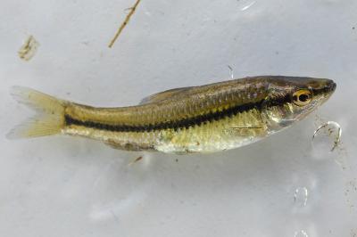 Pseudorasbora